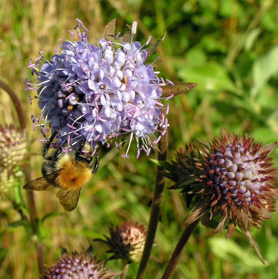 Anemarrhena asphodeloides