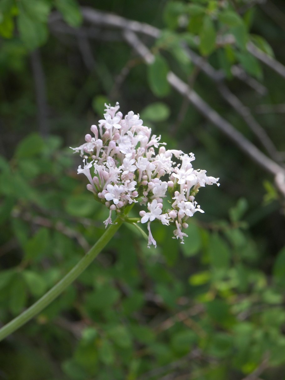 Дикорастущие растения Нижегородской области