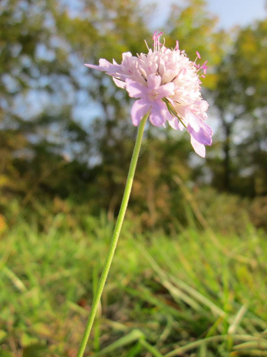 Knautia dipsacifolia