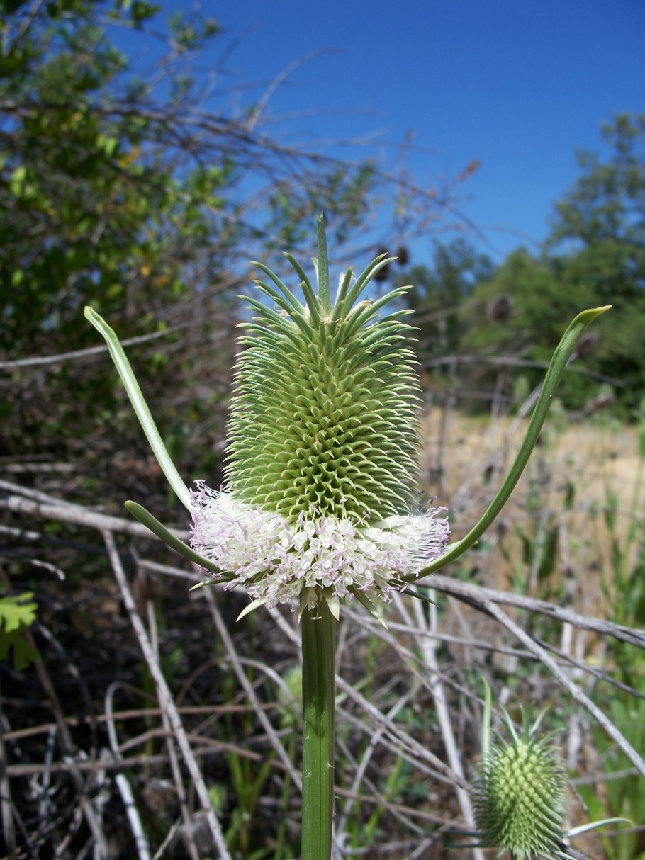Dipsacus pilosus