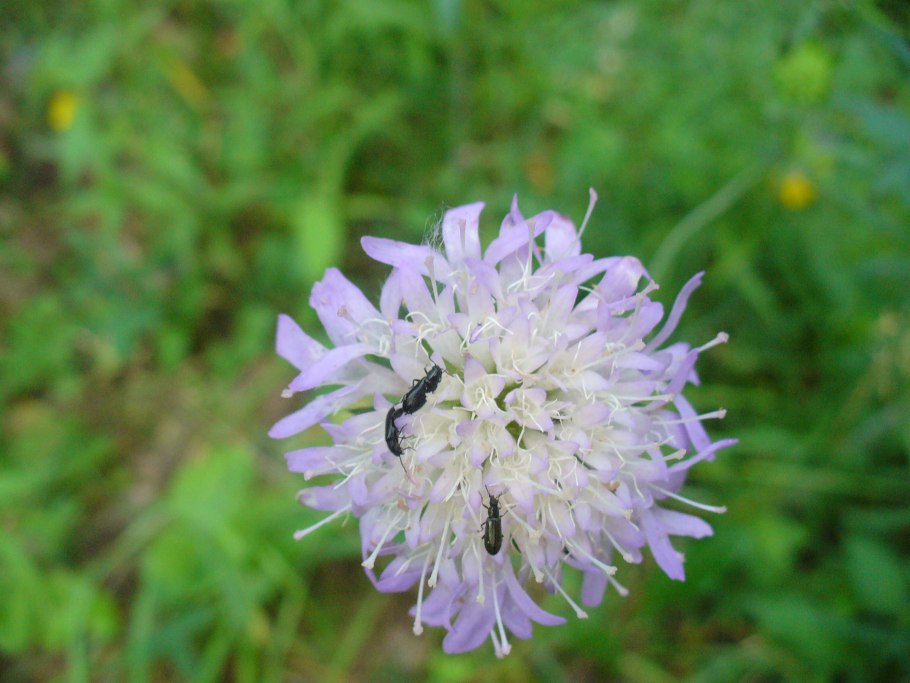 Короставник белый