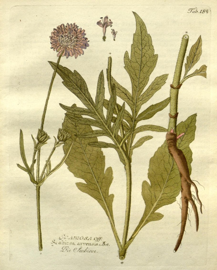 Головчатка Альпийская