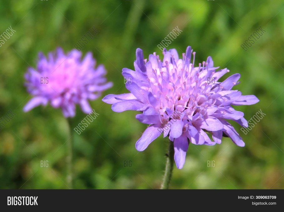 Короставник полевой