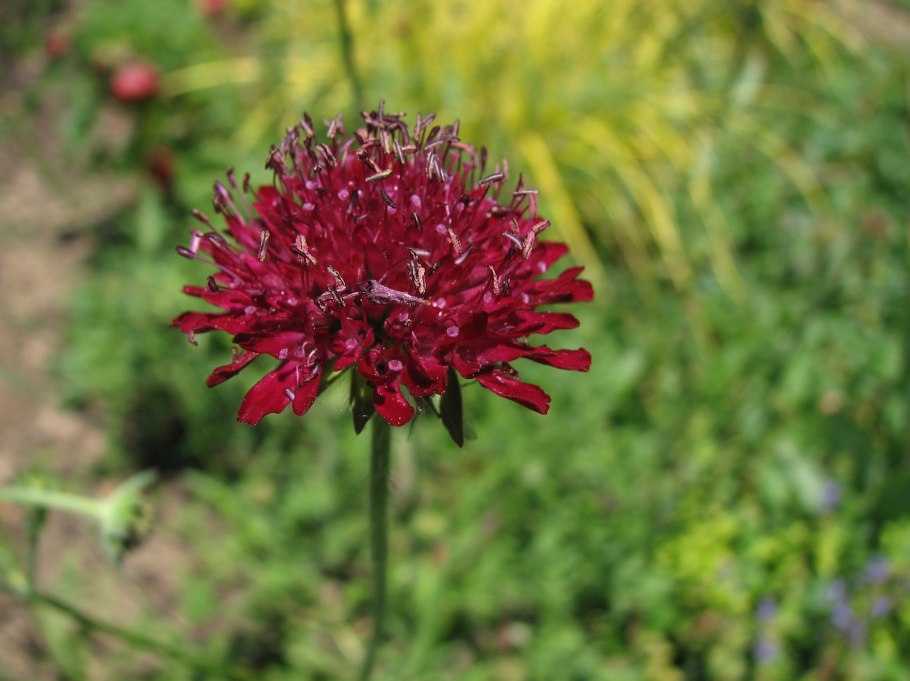 Короставник македонский (knautia macedonica)