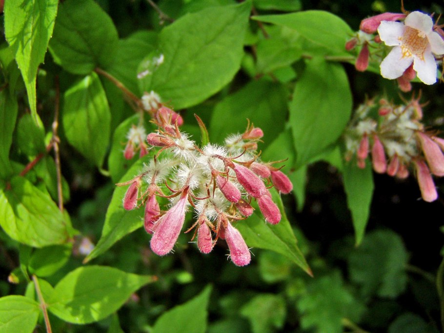 Снежноягодник Symphoricarpos Albus