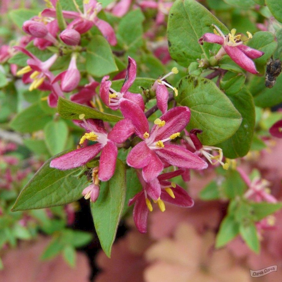 Абелия гидра