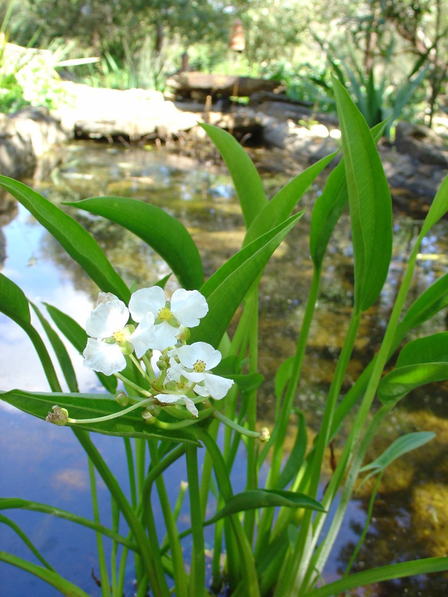 Стрелолист обыкновенный