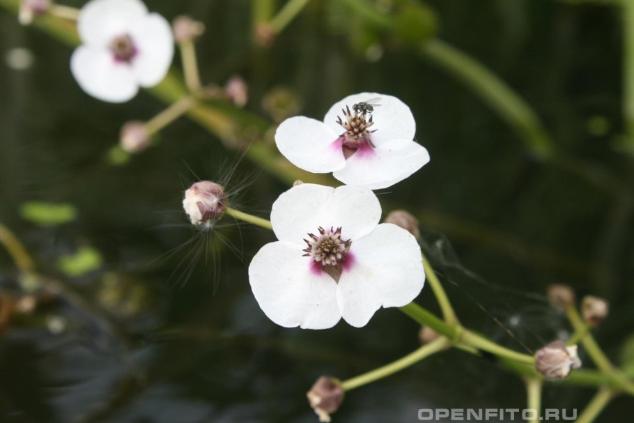 Стрелолист – Sagittaria