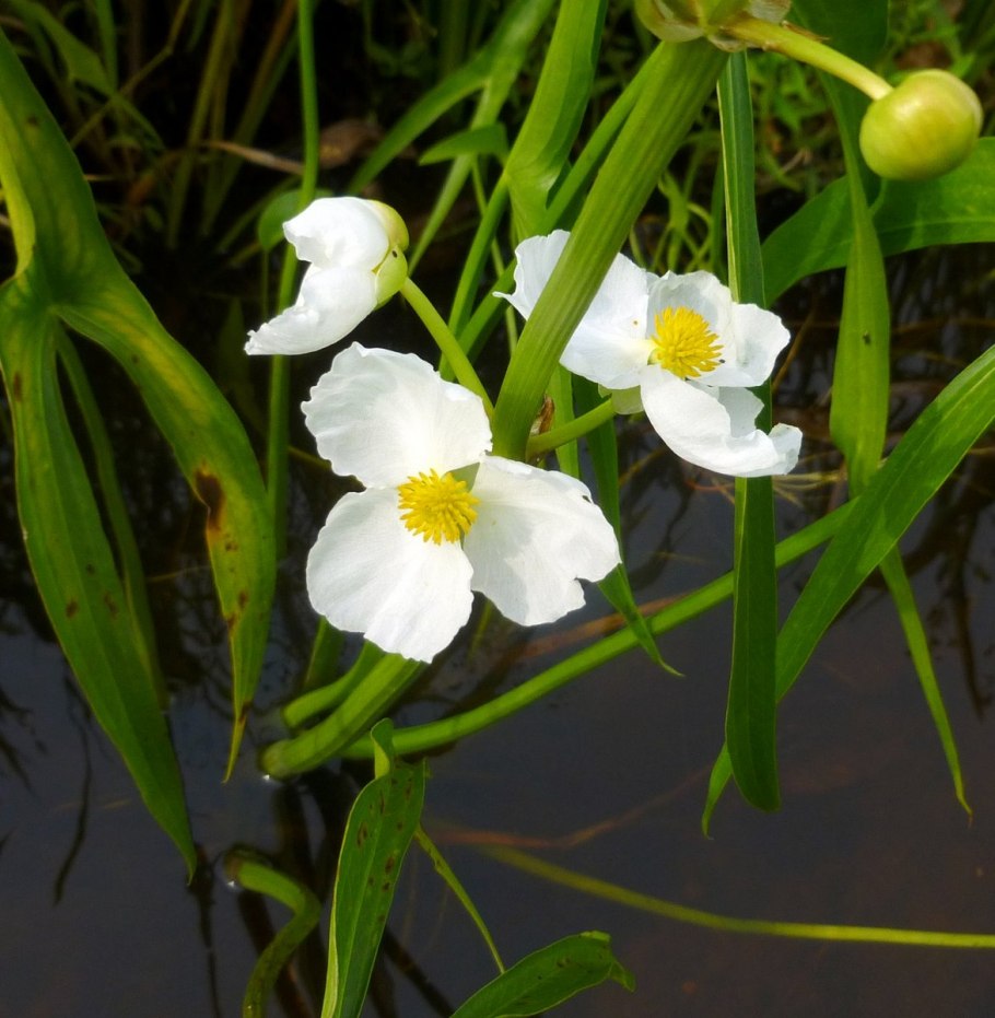 Sagittaria trifolia (стрелолист трёхлистный).