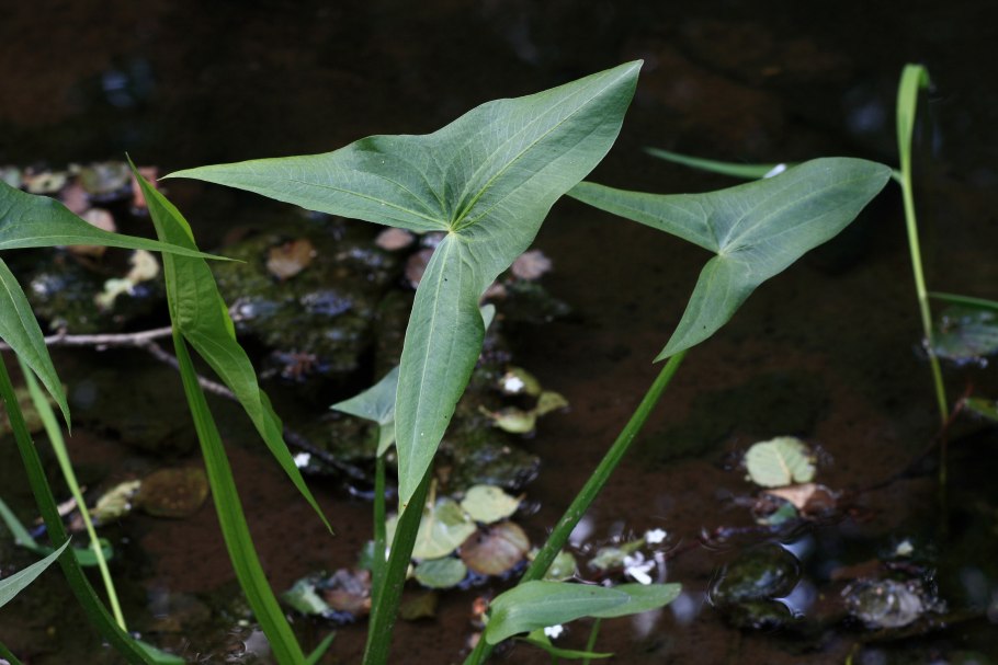 Стрелолист обыкновенный (болотник)