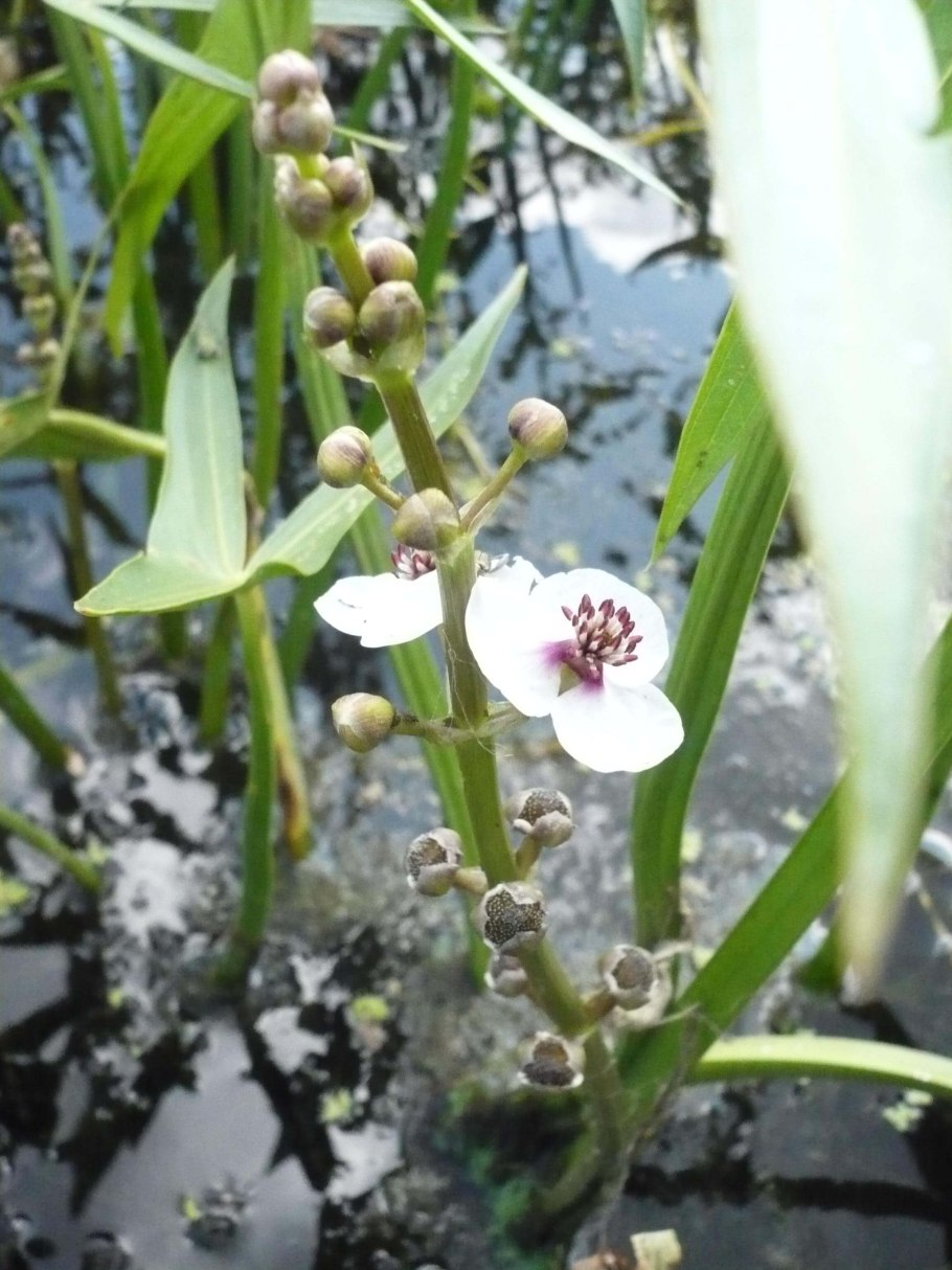 Sagittaria trifolia (стрелолист трёхлистный).