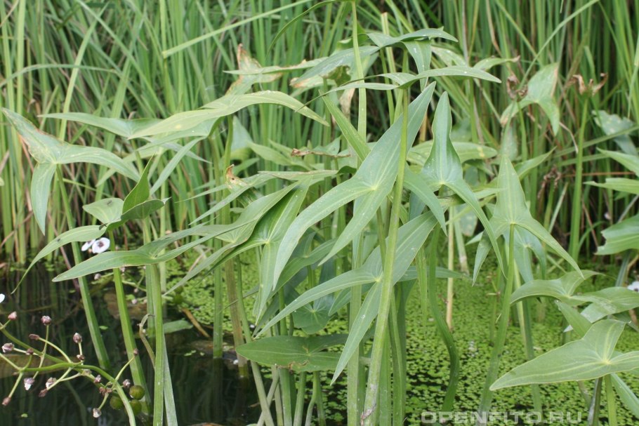 Sagittaria Natans Pall. - Стрелолист плавающий