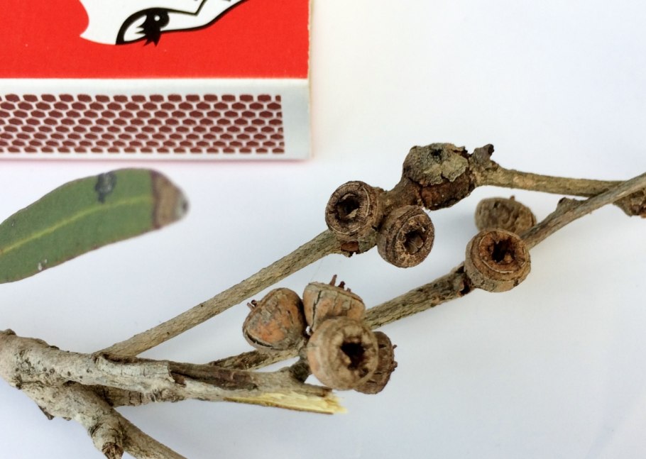 Эвкалипт Популус на черном фоне