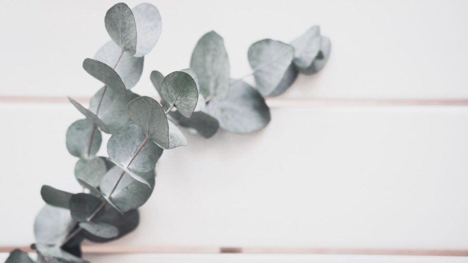 Эвкалипт Николь в интерьере