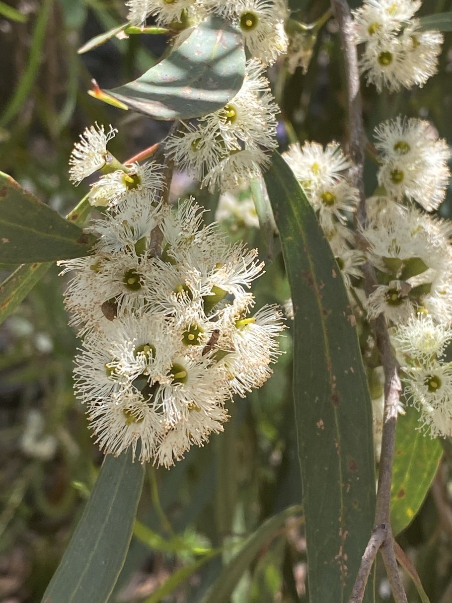 Эвкалипт бэби Блу