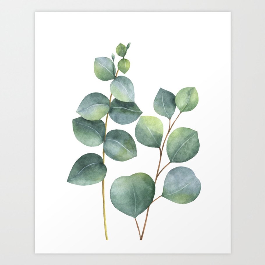 Императорский эвкалипт