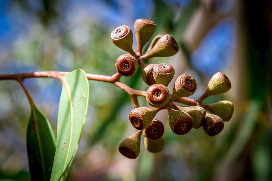 Эвкалипт картинки стильные