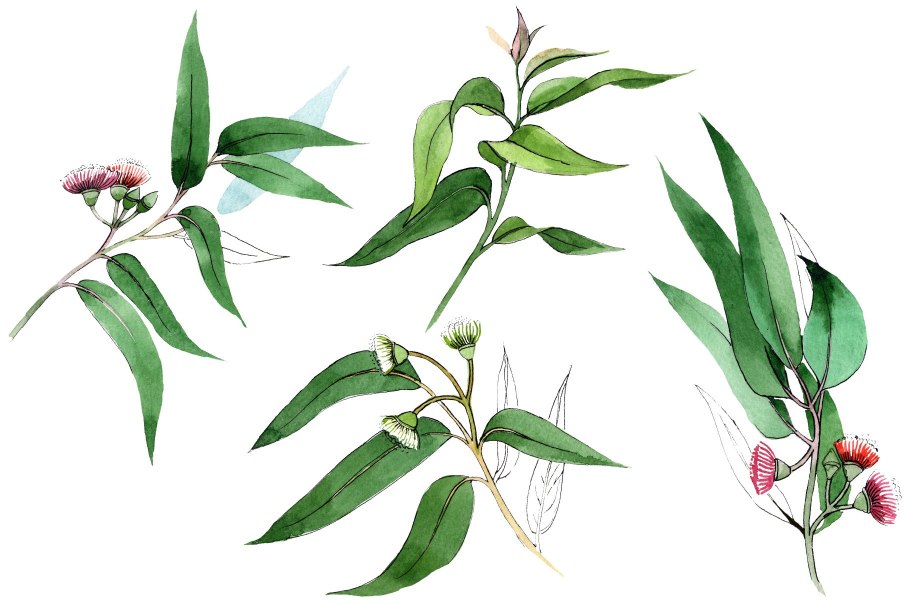 Эвкалипт pauciflora