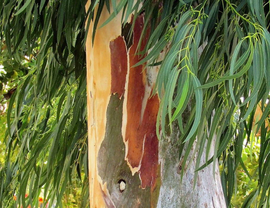 Эвкалипт в Абхазии