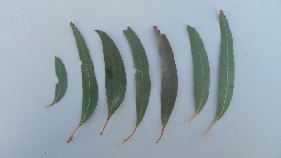 Банда с эвкалиптом