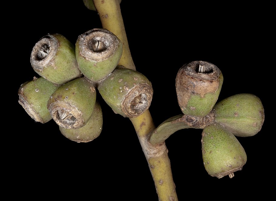 Розы эвкалипт для баннера