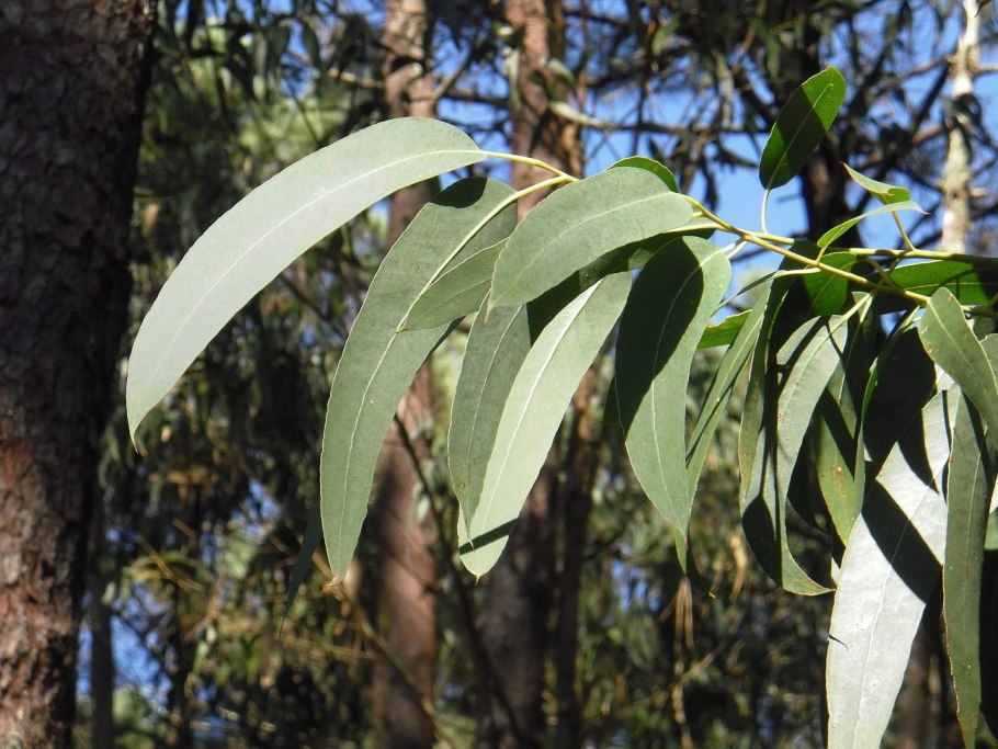 Eucalyptus stoatei