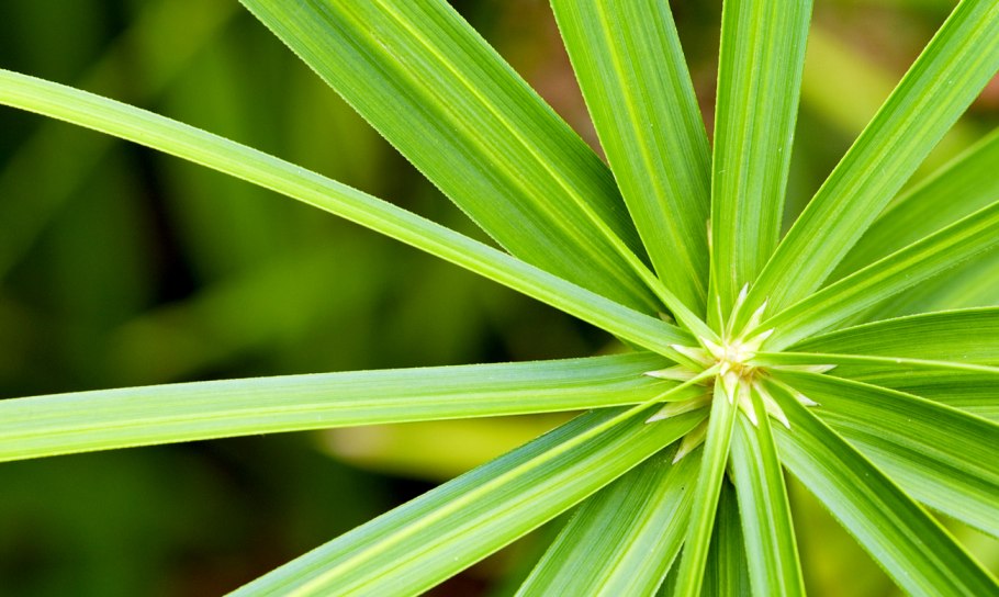 Растение циперус папирус