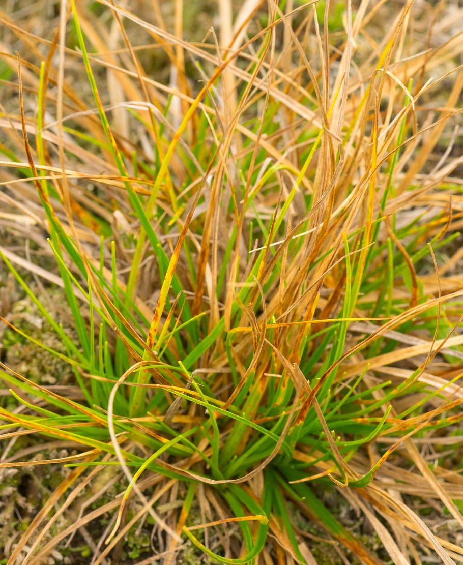 Cyperus brevifolius