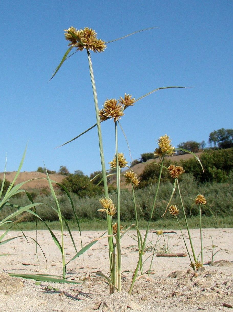 Сыть скученная (Cyperus glomeratus)