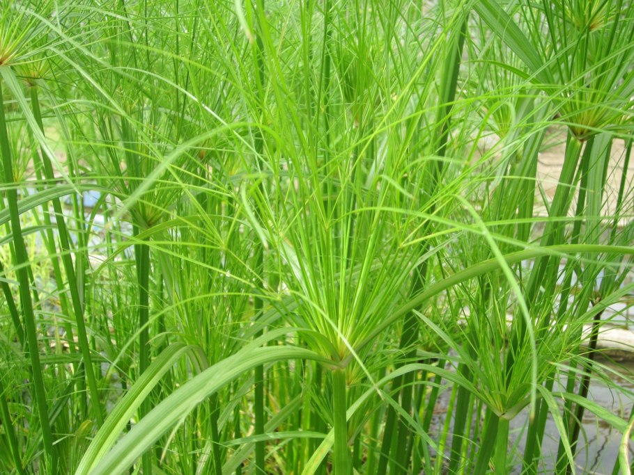 Сыть Cyperus esculentus