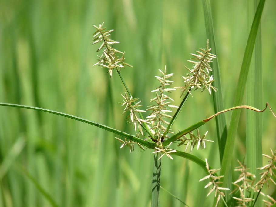 Cyperus alternifolius
