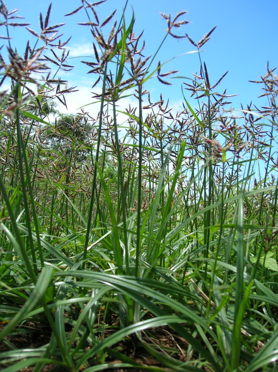 Cyperus tenuispica