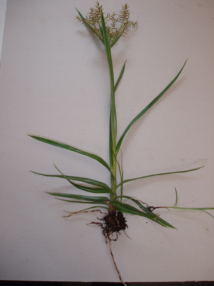Cyperus esculentus l
