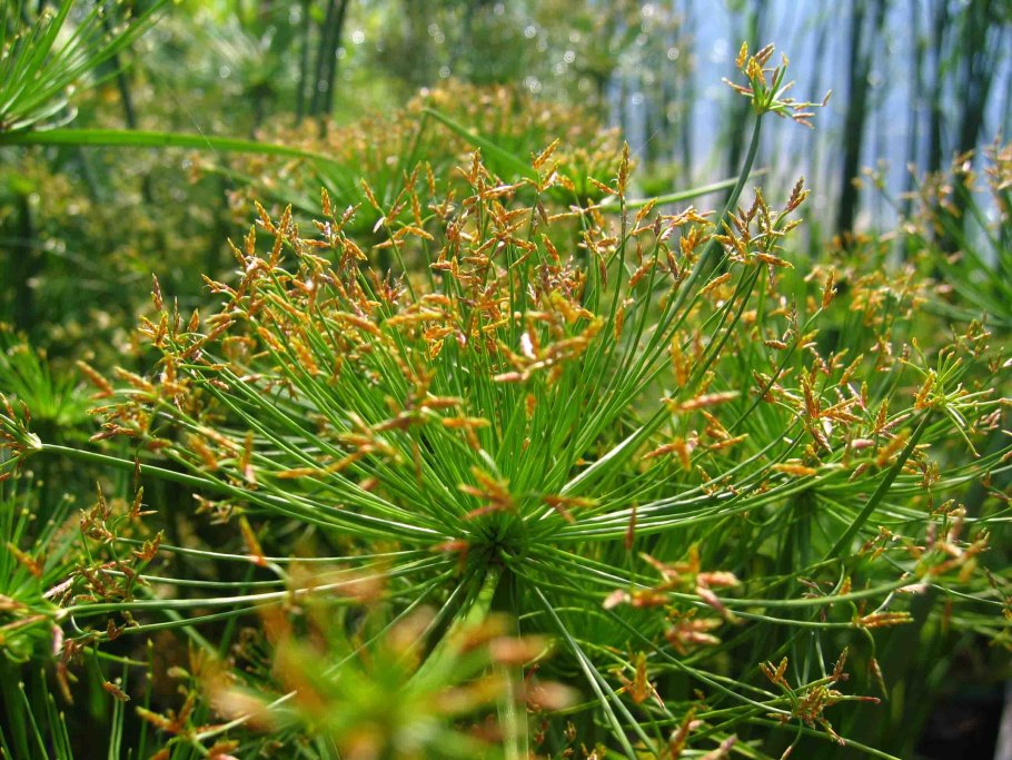 Cyperus Cyperus лист под микроскопом