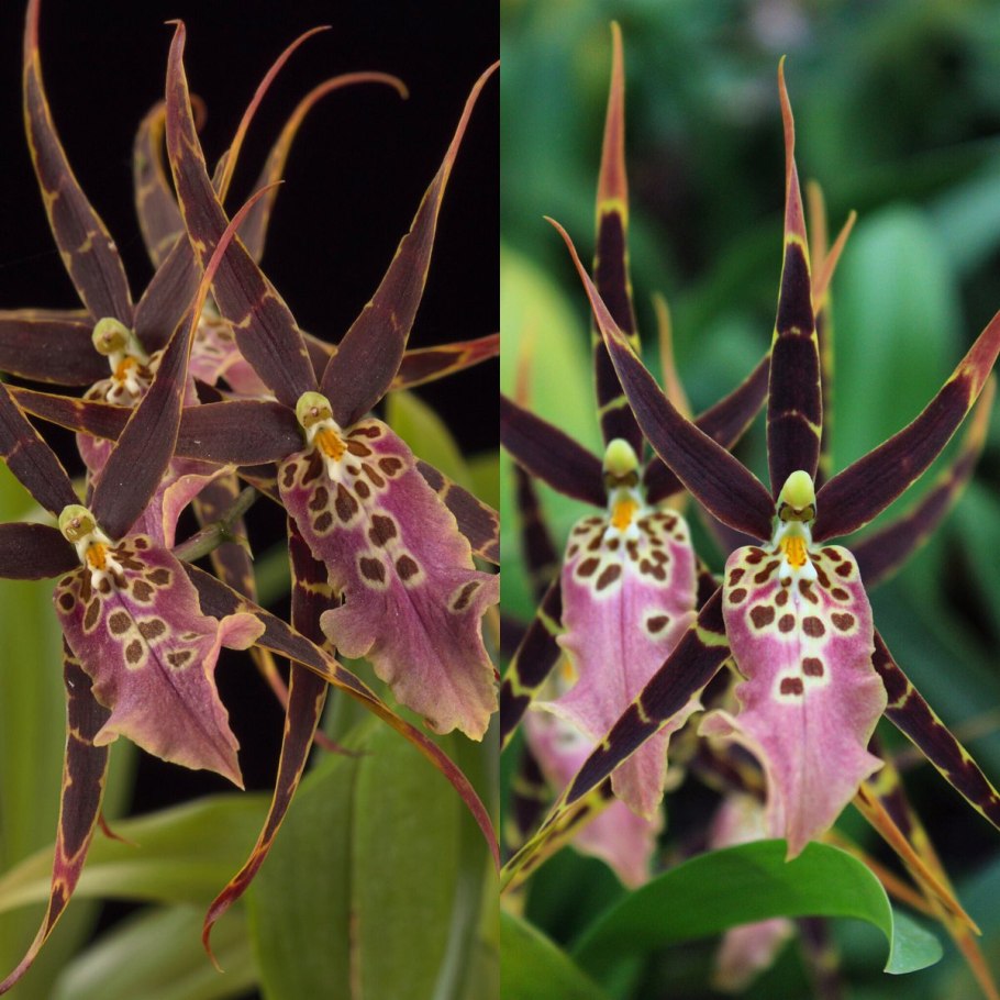 Орхидея Brassia Rex