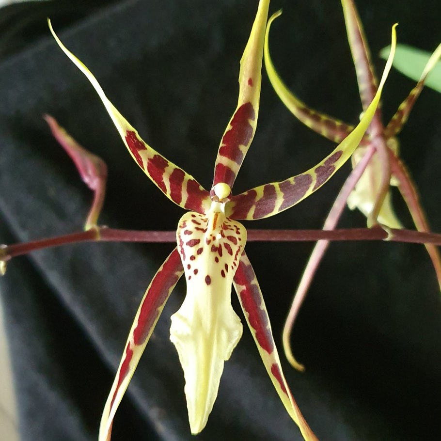 Орхидея Камбрия брассия