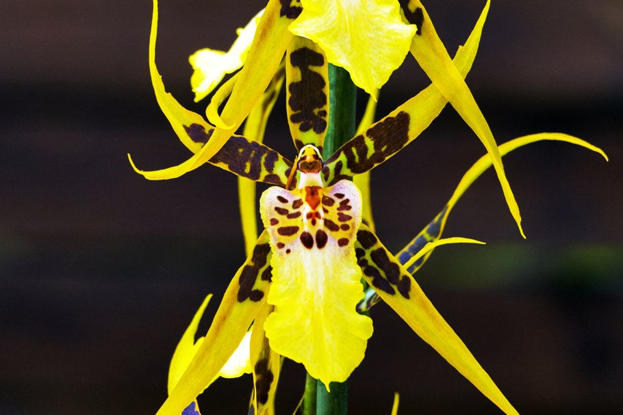 Орхидея брассия