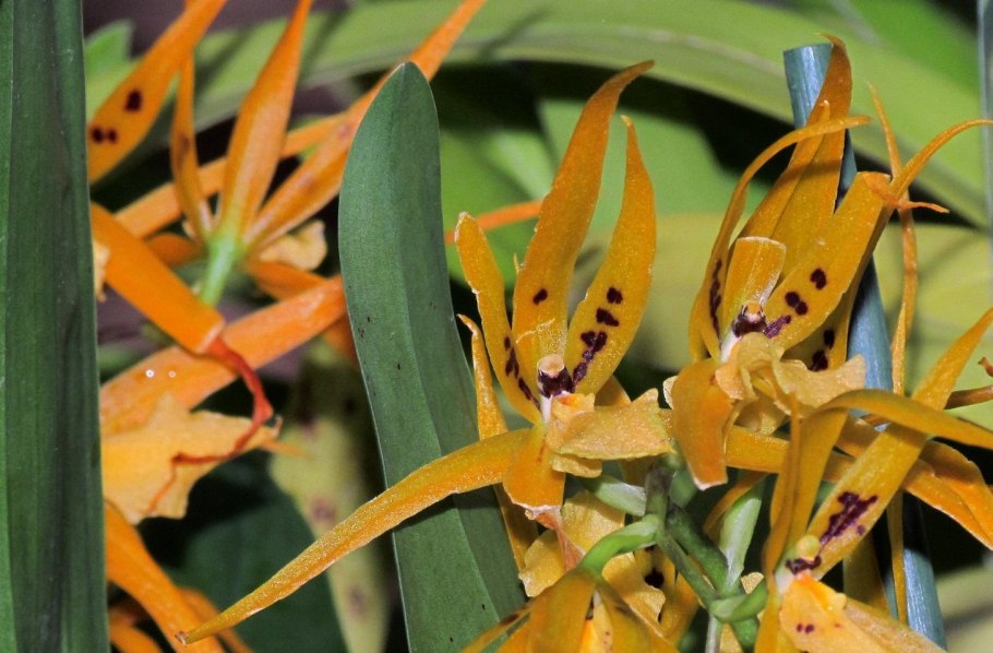 Камбрия брассия