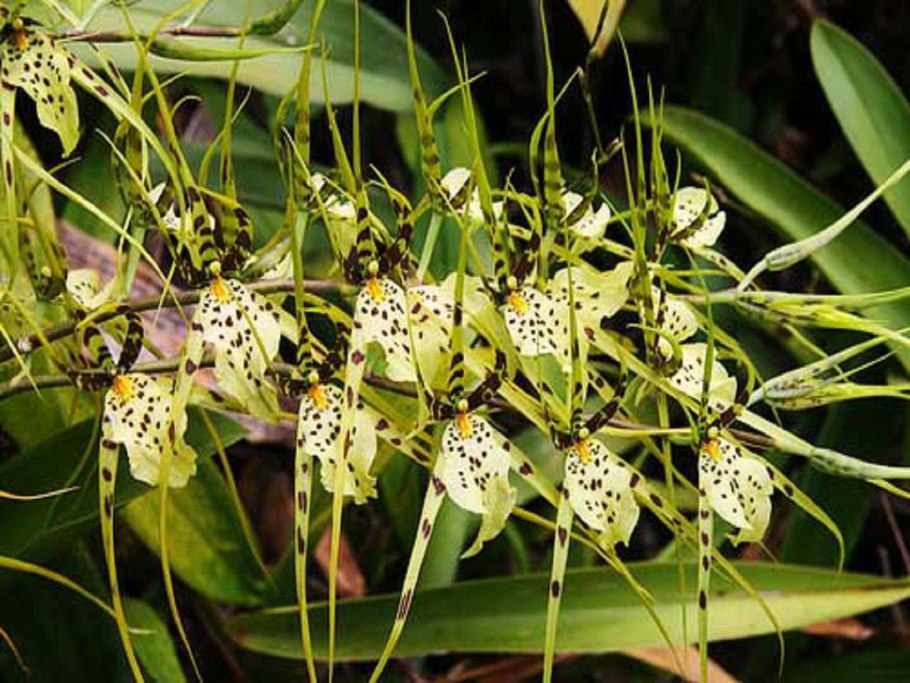 Brassia gireoudiana