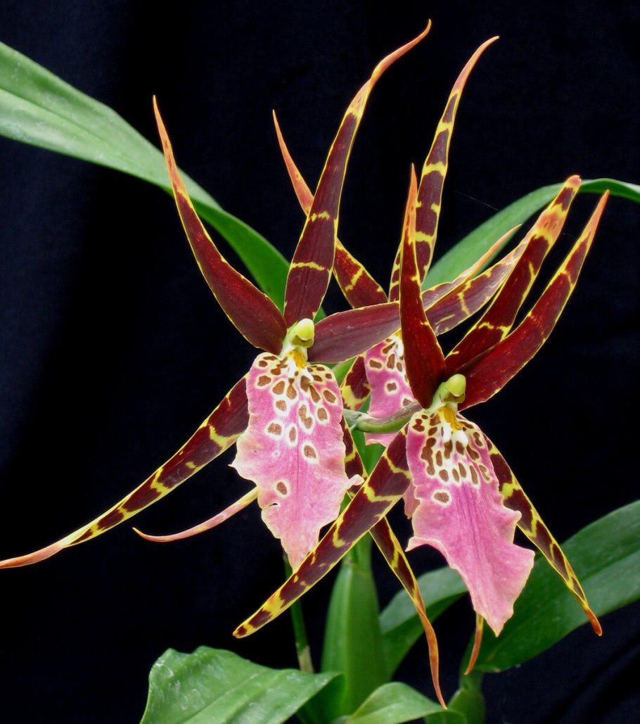 Орхидея брассия паучок