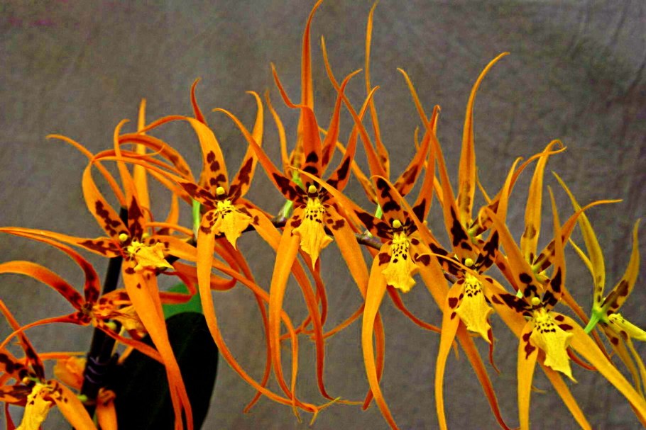 Брассия Лансберген Орхидея