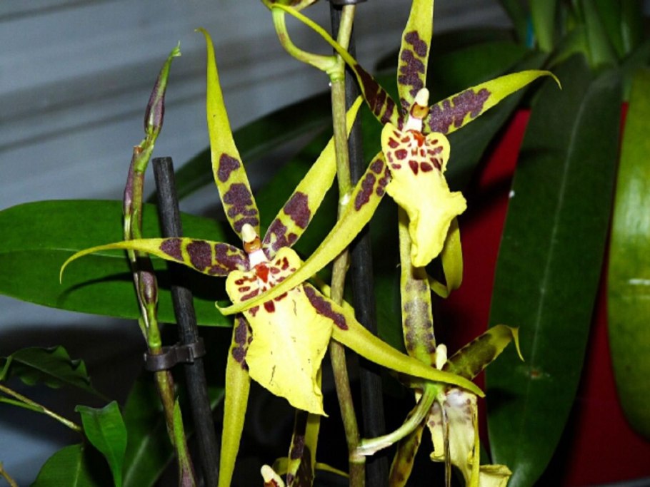 Брассия Лансберген Орхидея