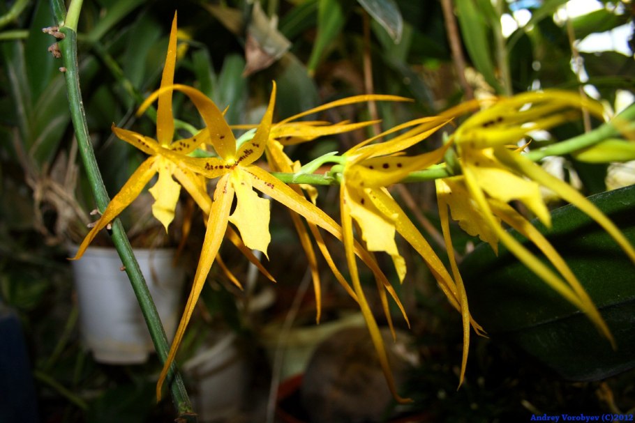 Орхидея паук брассия
