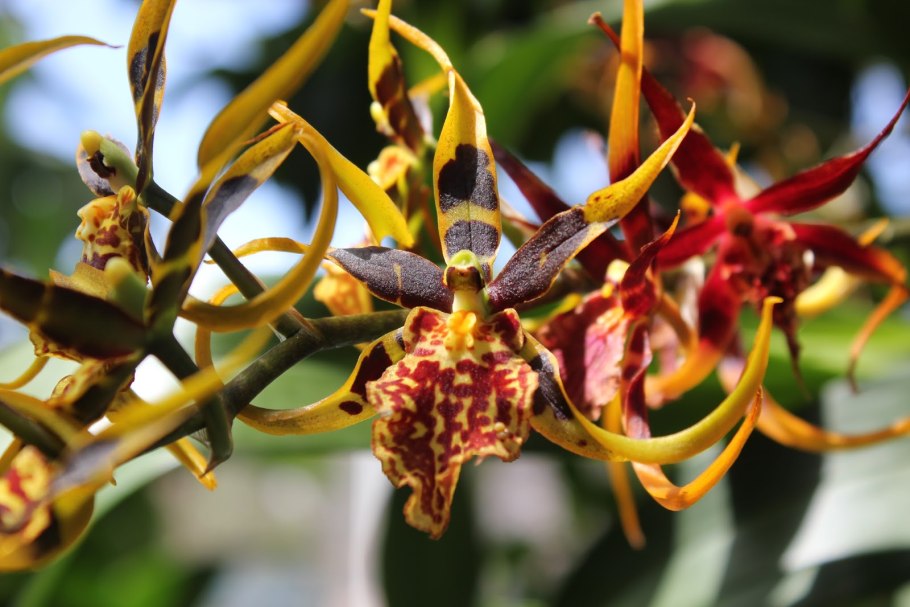 Орхидея брассия