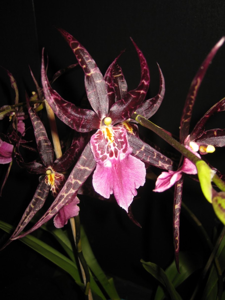 Брассия хвостатая