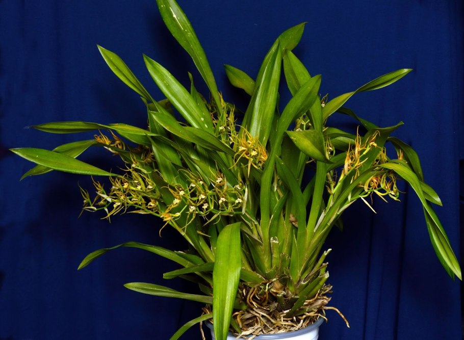 Орхидея паук брассия