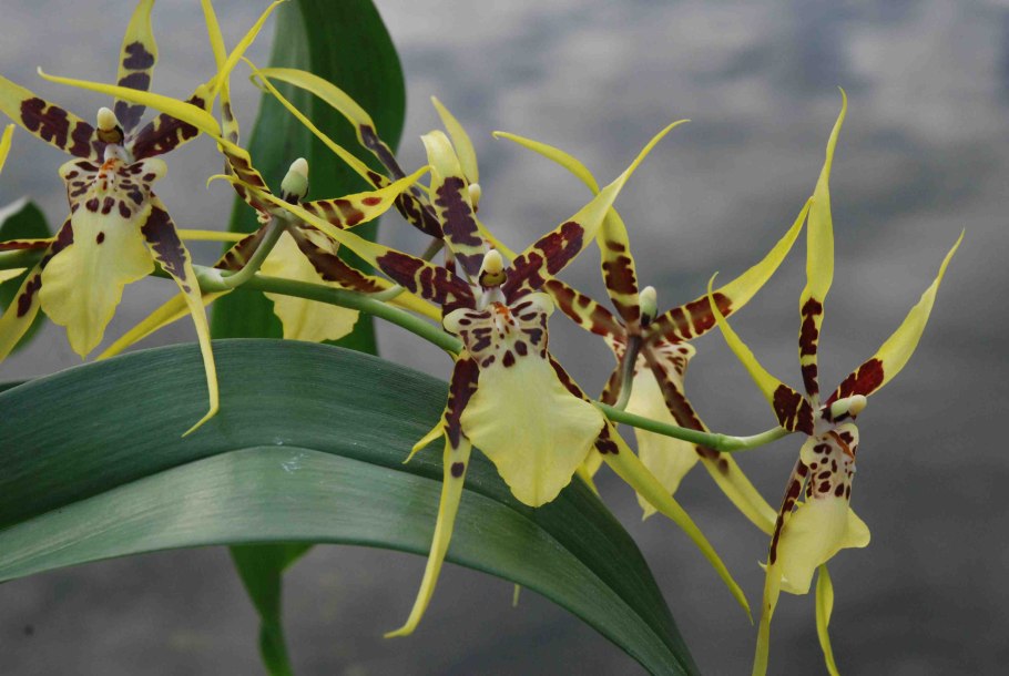 Брассия саммер Дрим