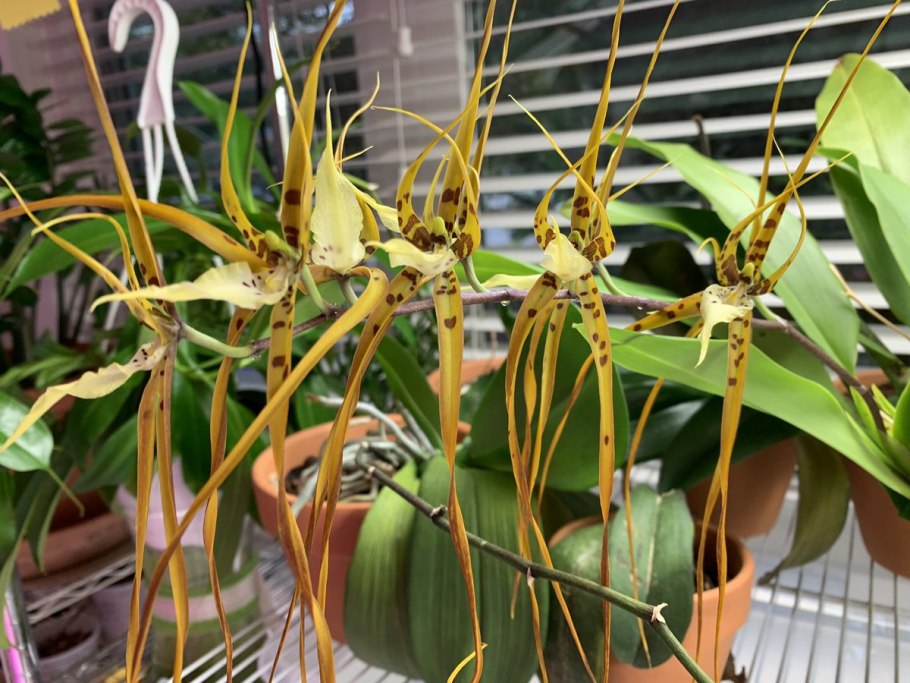 Орхидея паук брассия