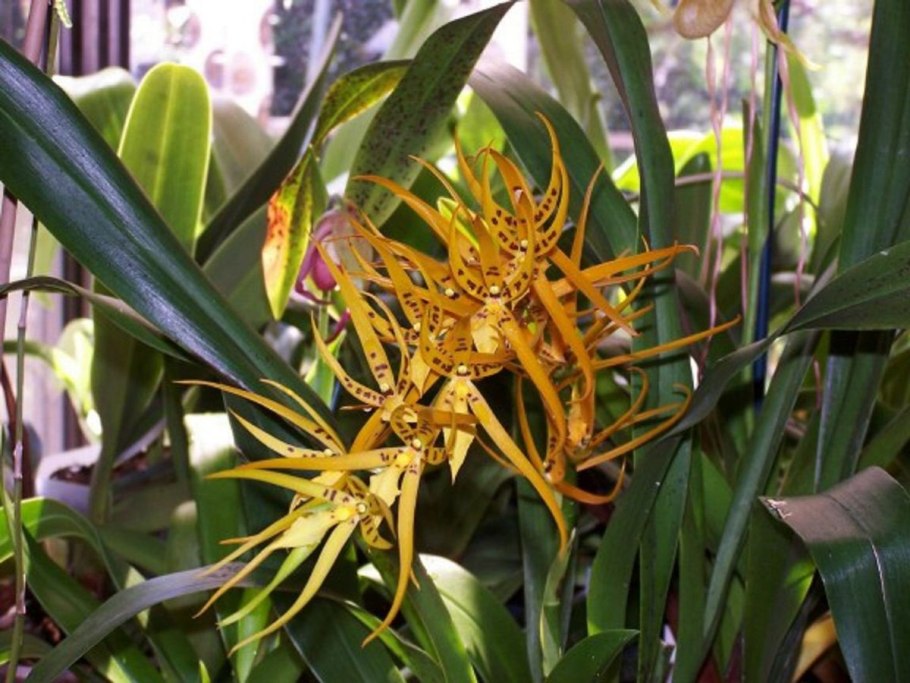 Брассия бородавчатая