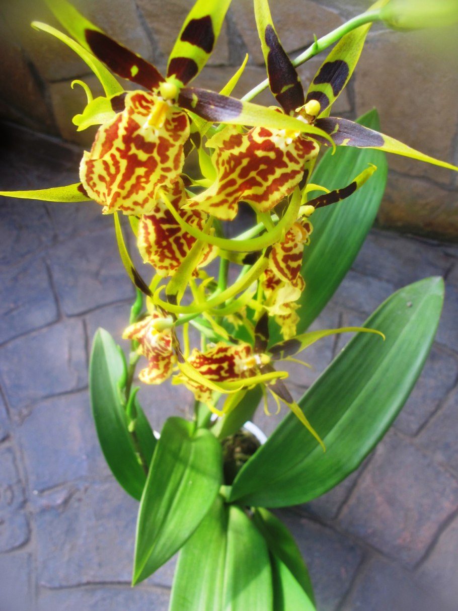 Орхидея паук брассия